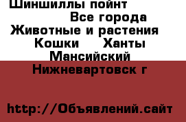 Шиншиллы пойнт ns1133,ny1133. - Все города Животные и растения » Кошки   . Ханты-Мансийский,Нижневартовск г.